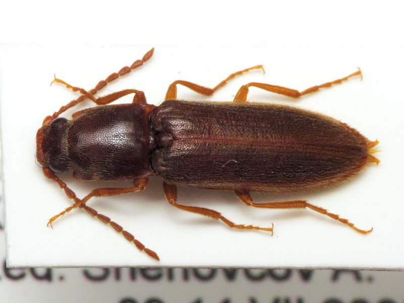 Elateridae Leach, 1815